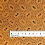 Ткань хлопок для пэчворка для одежды коричневый, цветы, Moda (арт. 5416-11)