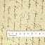 Ткань хлопок для пэчворка бежевый, надписи винтаж, Michael Miller (арт. 5416-11)