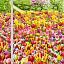 Ткань хлопок пэчворк разноцветные, цветы ферма, ALFA (арт. )