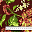 Ткань хлопок пэчворк бордовый, цветы, Maywood Studio (арт. MAS9850-R)