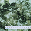 Ткань хлопок пэчворк зеленый, осень флора, FreeSpirit (арт. PWKA014.FOREST)